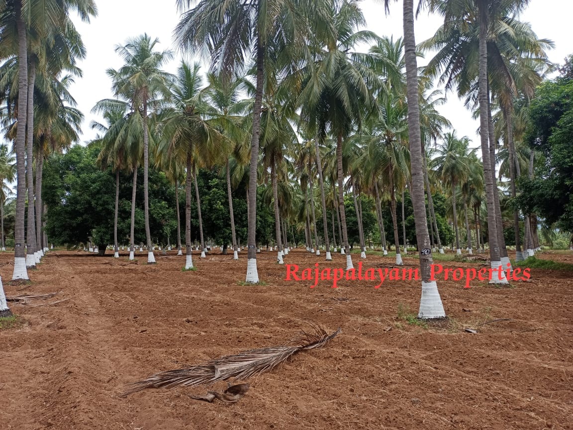 7 ஏக்கர் தோப்பு விற்பனைக்கு