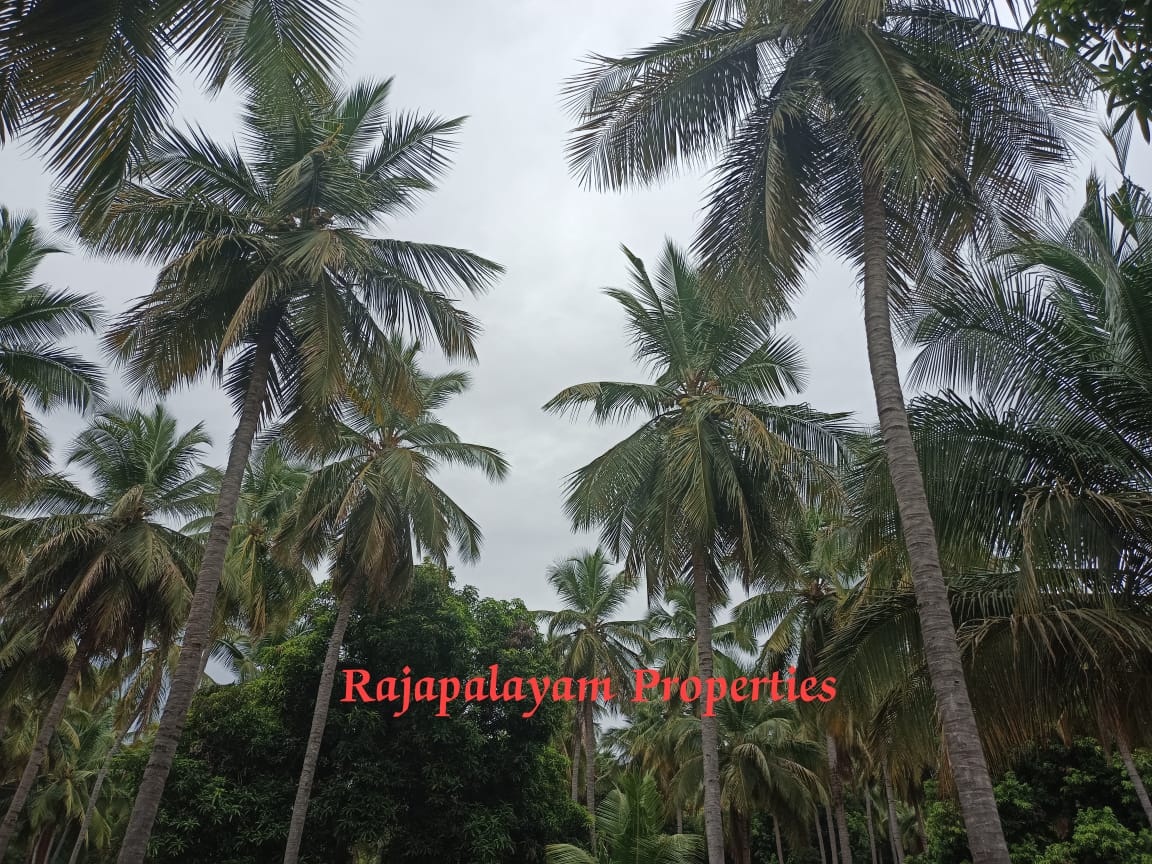 7 ஏக்கர் தோப்பு விற்பனைக்கு