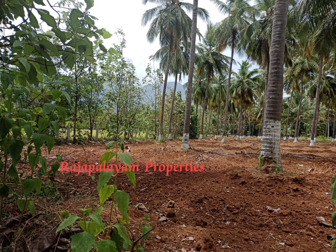 7 ஏக்கர் தோப்பு விற்பனைக்கு
