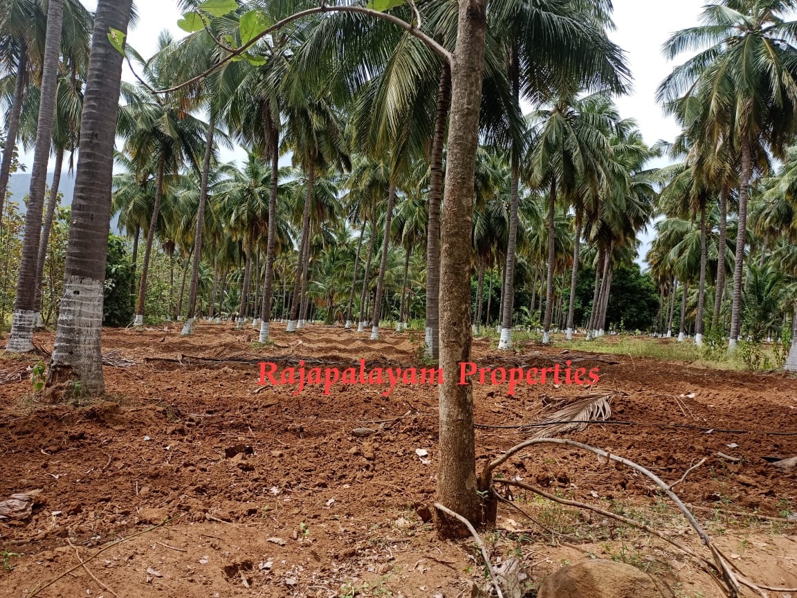 7 ஏக்கர் தோப்பு விற்பனைக்கு