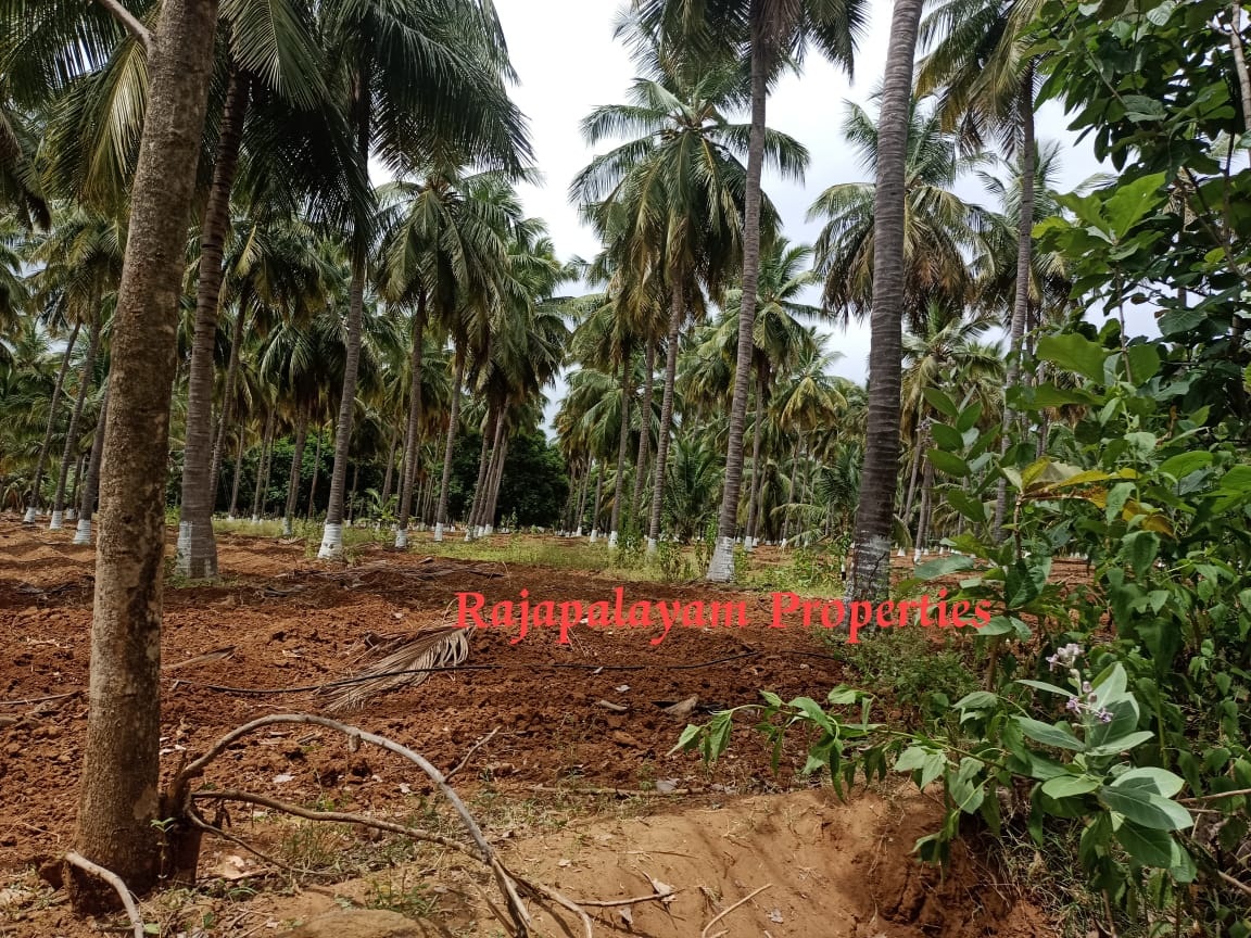7 ஏக்கர் தோப்பு விற்பனைக்கு