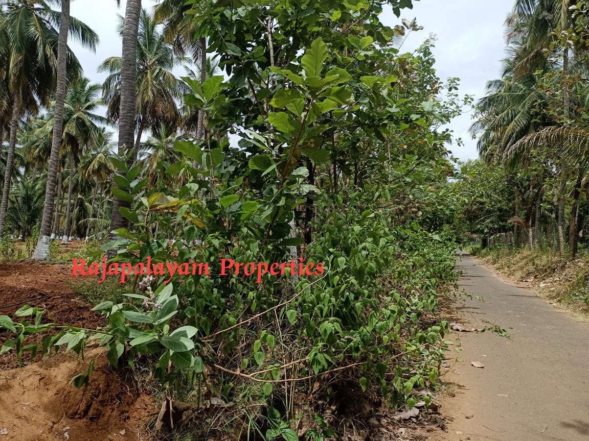 7 ஏக்கர் தோப்பு விற்பனைக்கு
