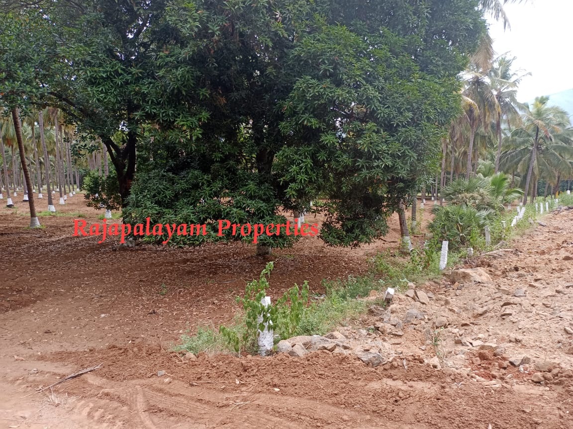 7 ஏக்கர் தோப்பு விற்பனைக்கு